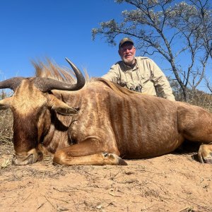 Golden Wildebeest Hunt South Africa