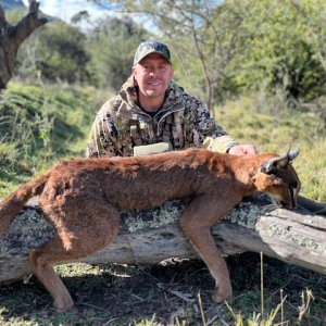 Caracal Hunt South Africa