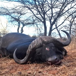 Cape Buffalo Hunt South Africa