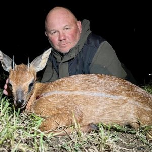 Cape Grysbok Hunt South Africa