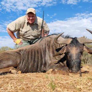 Blue Wildebeest Hunt South Africa