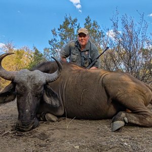 Buffalo Cow Hunt South Africa