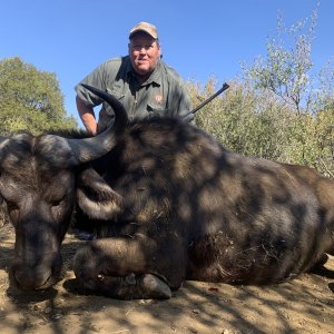 Buffalo Cow Hunt South Africa