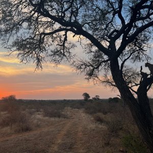 Leopard In Sunset