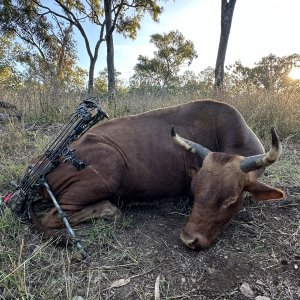 Scrub Bull Bow Hunt Australia