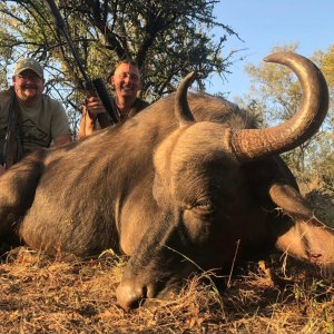 Buffalo Cow North West Province