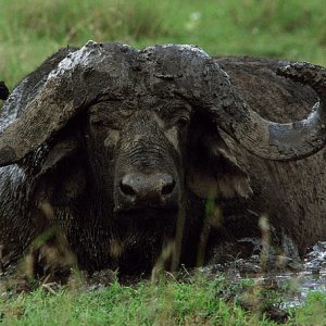 Buffalo Bull