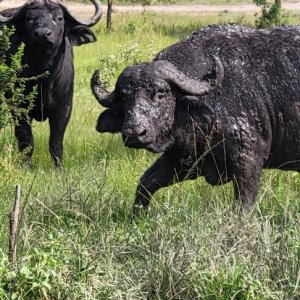 Old Buffalo Bulls