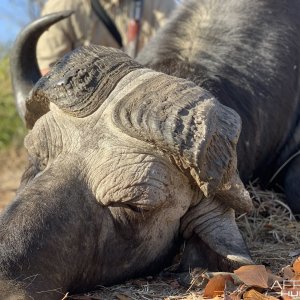 Old Buffalo Hunt