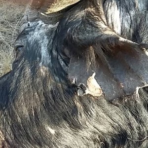 Hunting Cape Buffalo