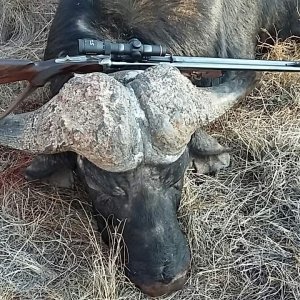 Hunting Cape Buffalo