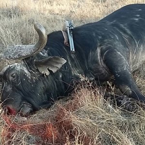 Hunting Cape Buffalo