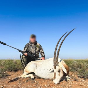 Scimitar Oryx Hunt South Africa