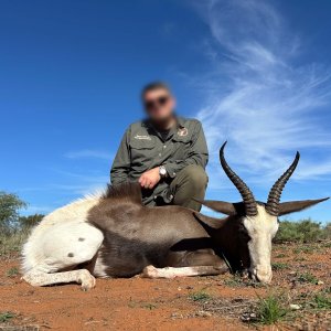 Springbok Hunt South Africa