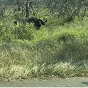 Cape Buffalo