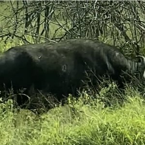 Cape Buffalo