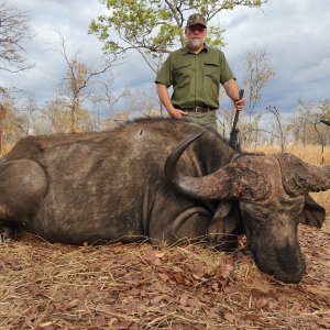 Cape Buffalo Zimbabwe