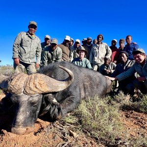 Buffalo Hunt Eastern Cape South Africa