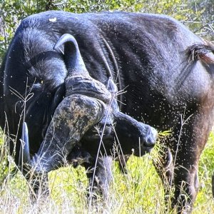 Cape Buffalo Kruger National Park South Africa