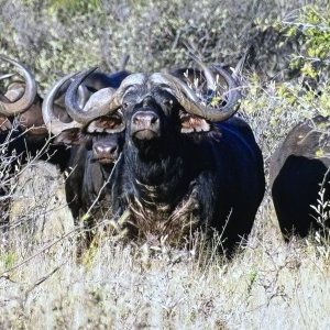 Cape Buffalo Kruger National Park South Africa