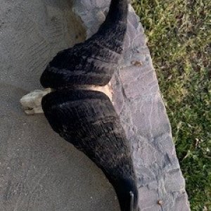 37.5 Inch Bull Skull