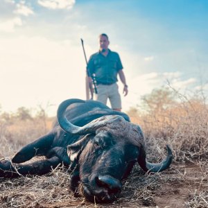 Buffalo Hunt South Africa