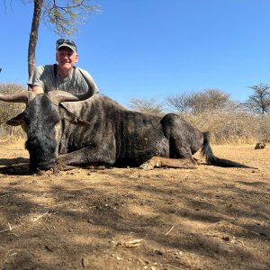 Black Wildebeest Hunt Namibia