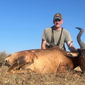 Hartebeest Hunt Namibia