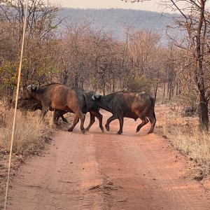 Buffalo Zimbabwe