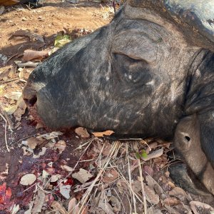 Buffalo Hunt Zimbabwe