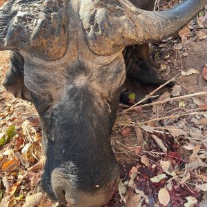 Buffalo Hunt Zimbabwe