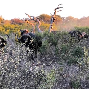 Buffalo Herd