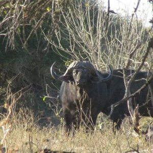 Buffalo Zimbabwe