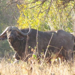 Buffalo Zimbabwe