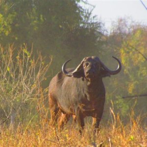 Buffalo Zimbabwe