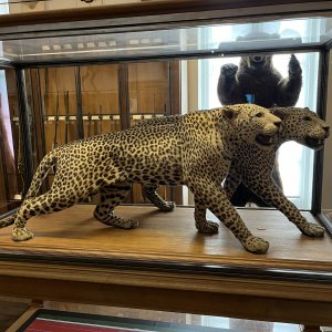 Hunting Museum Paris