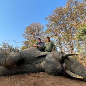 Elephant Hunt Zimbabwe