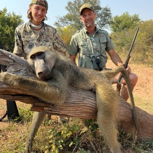 Baboon Hunt Zimbabwe