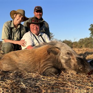 Bushpig Hunt Mozambique