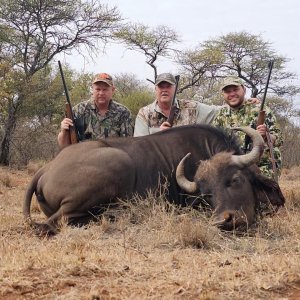 Buffalo Cow Hunt South Africa