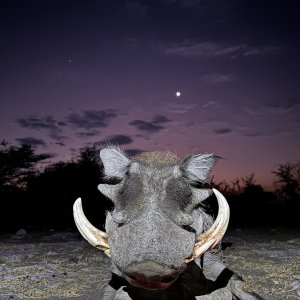 WarthogHunting Namibia