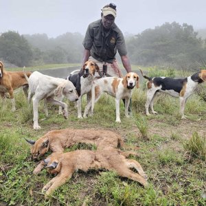 Caracal Hunt Eastern Cape South Africa