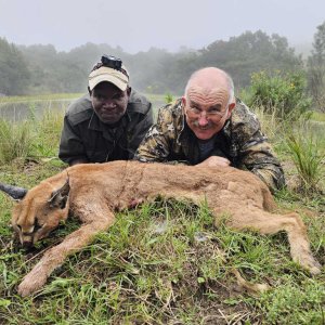 Caracal Hunt Eastern Cape South Africa