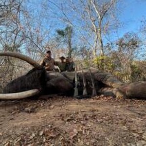 Elephant Hunt Zimbabwe