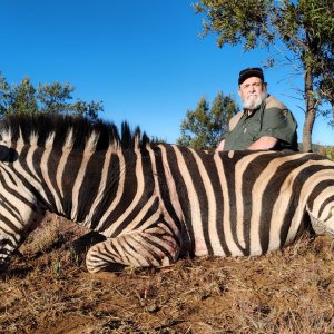 Zebra Hunt South Africa