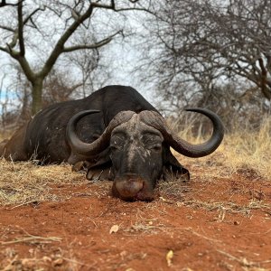 Hunting Buffalo South Africa