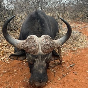 Hunting Buffalo South Africa