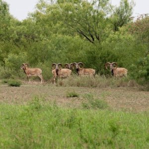 Transcaspian Urial Sheep Texas