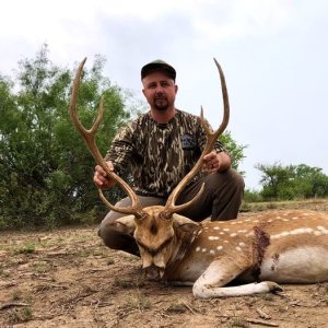 Axis Deer Hunt Texas