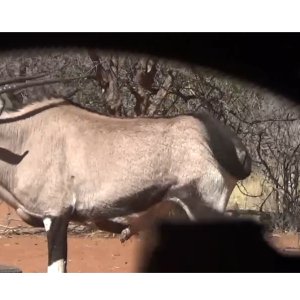 Gemsbok At Blind